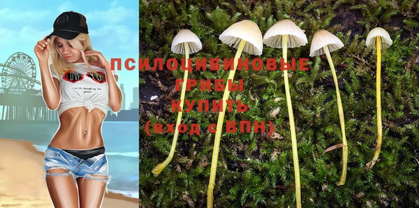 прущие грибы Вязники